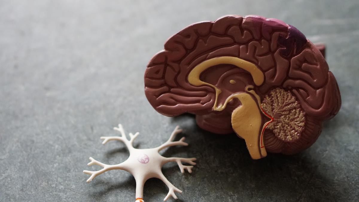 Model Brain is shown next to a model nerve stem.
